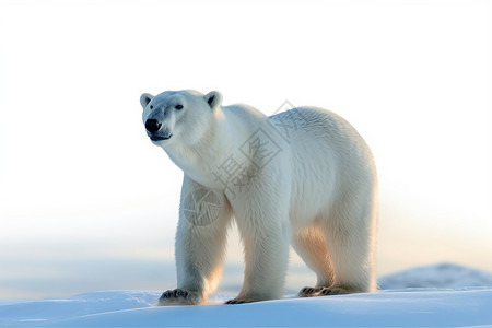 强壮的北极熊背景图片