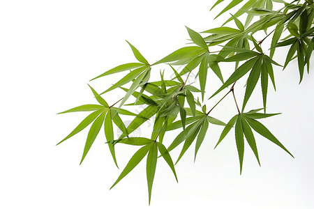植物叶片矢量图绿色的竹叶背景