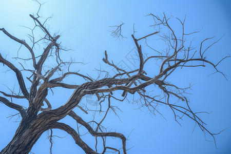 枯萎的树枝背景图片
