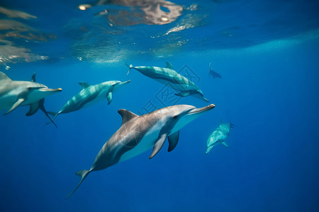 海里的海豚图片