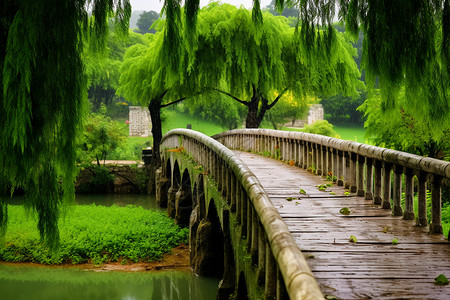 小桥旁边柳树成荫图片