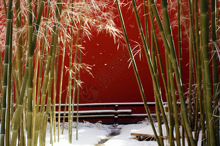 冬天的竹子白雪红墙背景