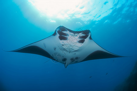 威胁海洋生物背景