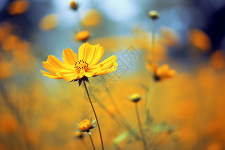 梦幻黄色野花背景图片