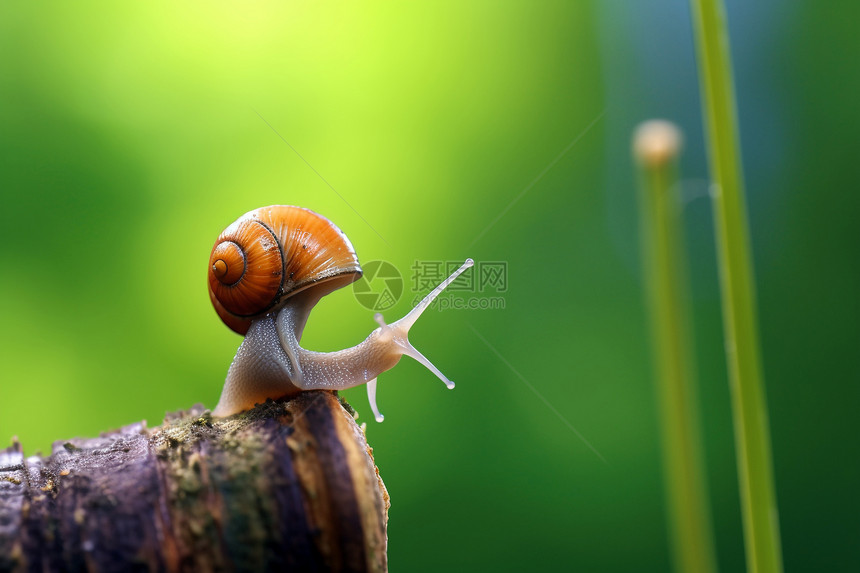 野生蜗牛图片