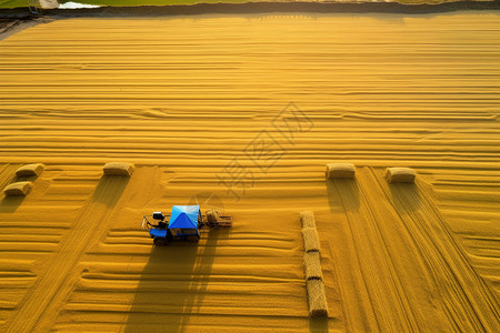 农民在收割稻谷背景图片