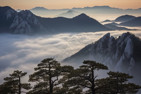 山脉里的树木图片