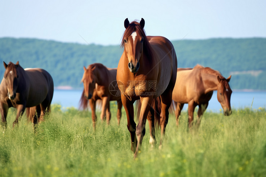 草原里的马群图片