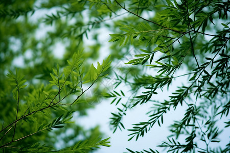 复合叶子壁纸图片