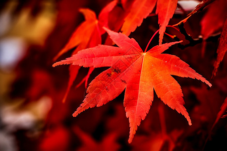 立冬时节枫叶红枫林里的红枫叶背景