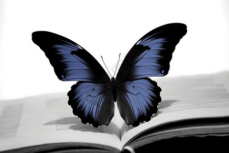 蓝色飞翔的翅膀美丽的蝴蝶设计图片