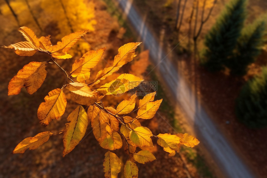 秋天枯黄的树叶图片