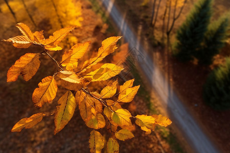 秋天枯黄的树叶背景图片