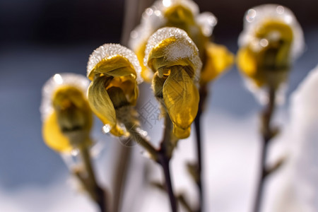 冬季植物上的霜图片