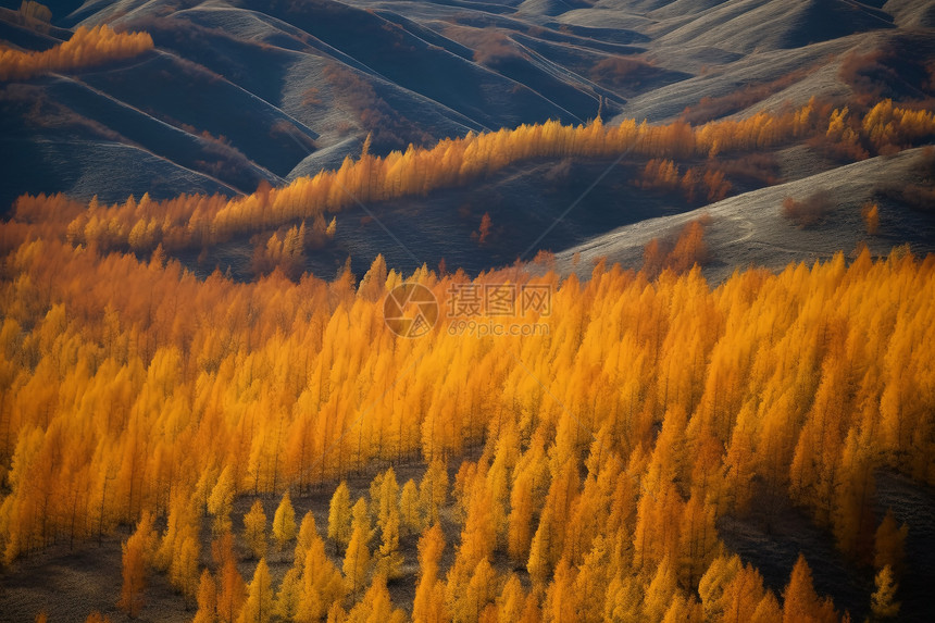 秋天山脉中的森林图片