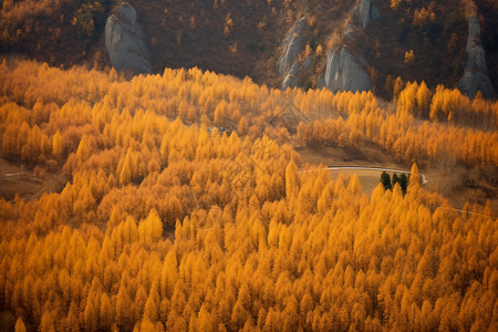 秋季山脉中的森林图片