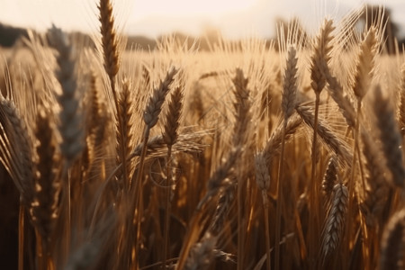 茁壮成长的小麦高清图片