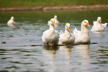 池塘中游泳的鸭子图片