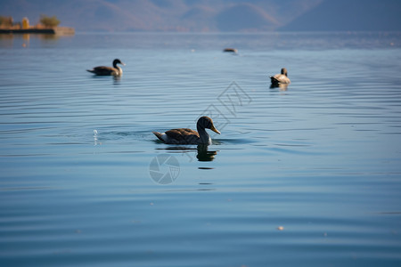 湖泊里的鸭子图片