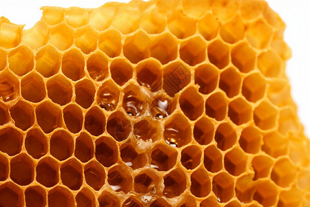 金黄色的蜂巢背景图片