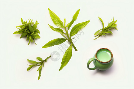茶叶制作植物制作出的茶叶插画
