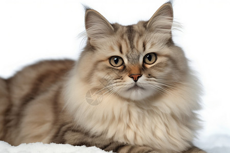 长毛的西伯利亚猫图片