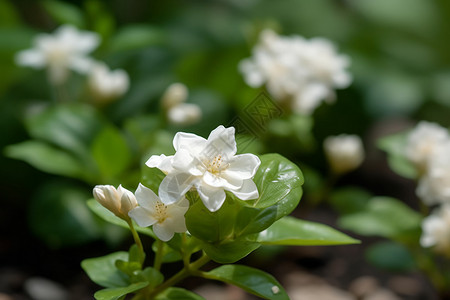 茉莉花朵花瓣盛开的花朵背景