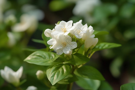 茉莉花朵花瓣花园里的白色茉莉背景