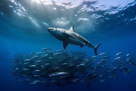 海底的沙丁鱼群和鲨鱼图片
