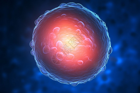 卵细胞受孕繁殖生殖科高清图片