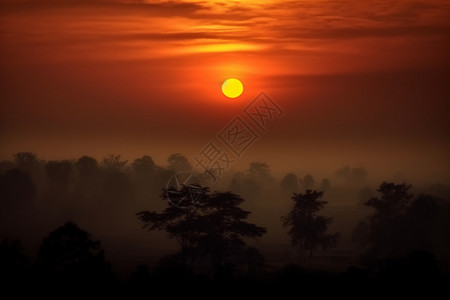 晨雾笼罩的树林图片