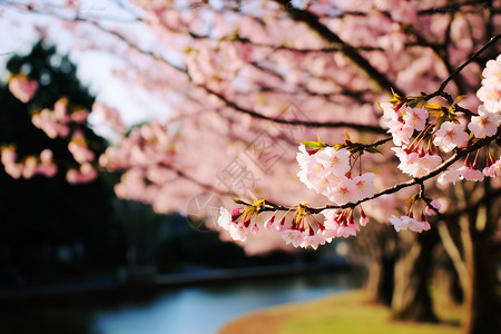 湖边的樱花树图片
