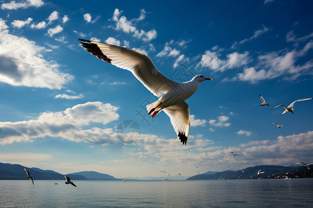 大海上空飞翔的海鸥背景图片