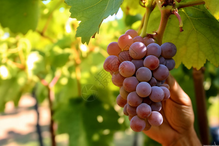 葡萄品种巨峰品种的葡萄背景