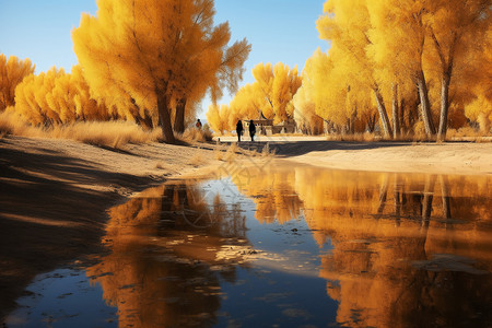 黄色树叶的树木图片