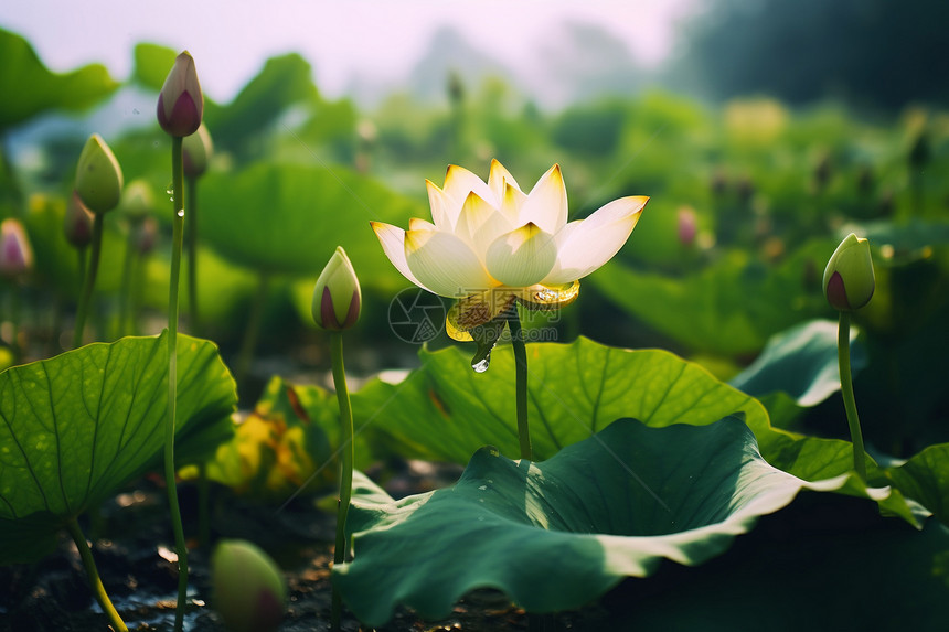 漂亮的荷花图片