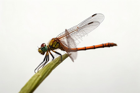 飞翔蜻蜓蜻蜓翅膀特写背景
