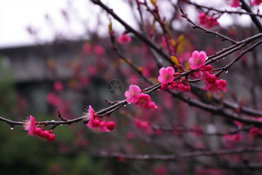 户外的花儿图片