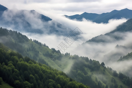 森林树木中的薄雾图片