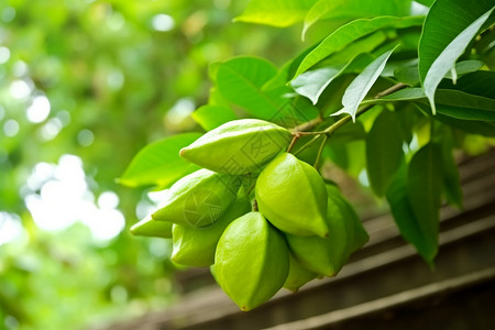 农场中的杨桃植物图片