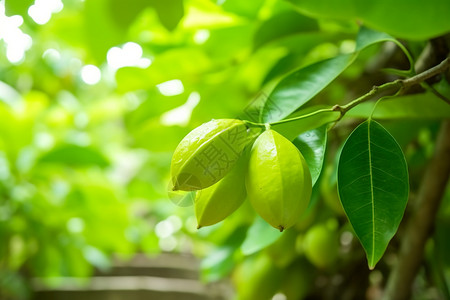 夏天果园中的杨桃果树高清图片