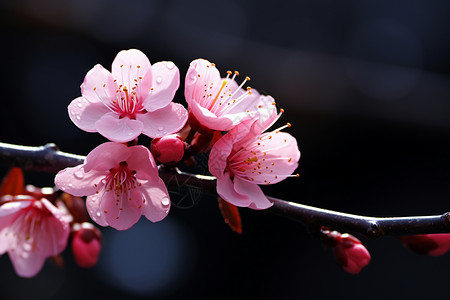 春天盛开的梅花植物图片