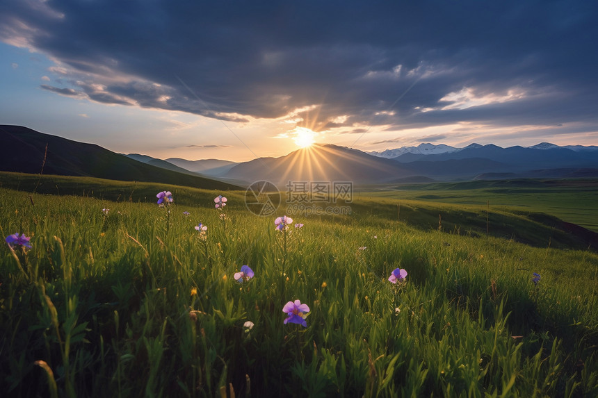 日出时分的大草原图片