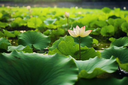 美丽的荷花池塘图片