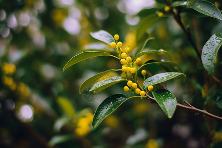 春天的桂花植物桂花雨高清图片