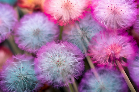 蒲公英开花美丽的蒲公英设计图片