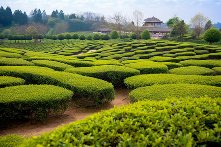 春天的茶园景观茶基地高清图片