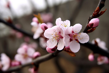 桃树的花盛开背景图片