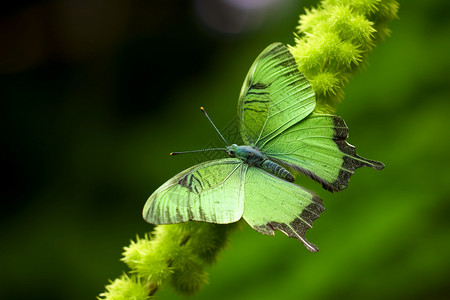 蝴蝶的翅膀图片
