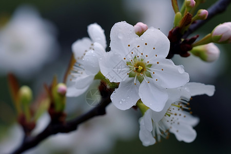 梨花雨美丽的樱花背景